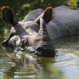Rhino Swim Squad 2025