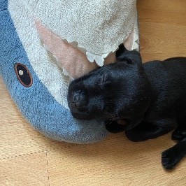Babyshark 2025