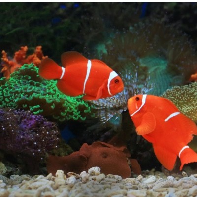Chriselle & the Clownfish 2025