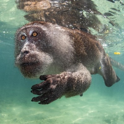 Monkeys in the sea 2025